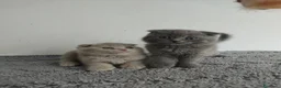 Scottish Fold gatos en venta: Scottish fold - Anuncio 2