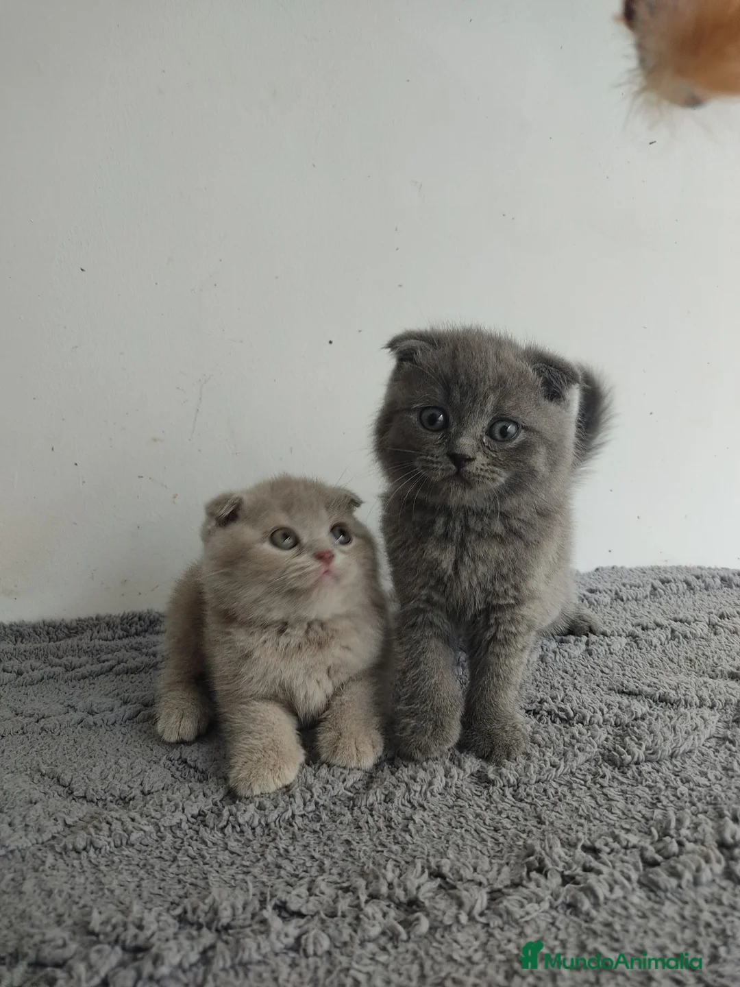 Scottish Fold gatos en venta: Scottish fold - Anuncio 2