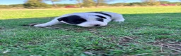 Border Collie perros en venta: Border collie - Anuncio 16