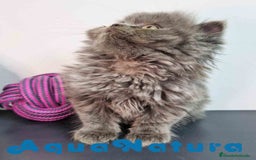 Persa gatos en venta: Persa Macho 9000 - AQUANATURA en Barcelona - Imagen 9