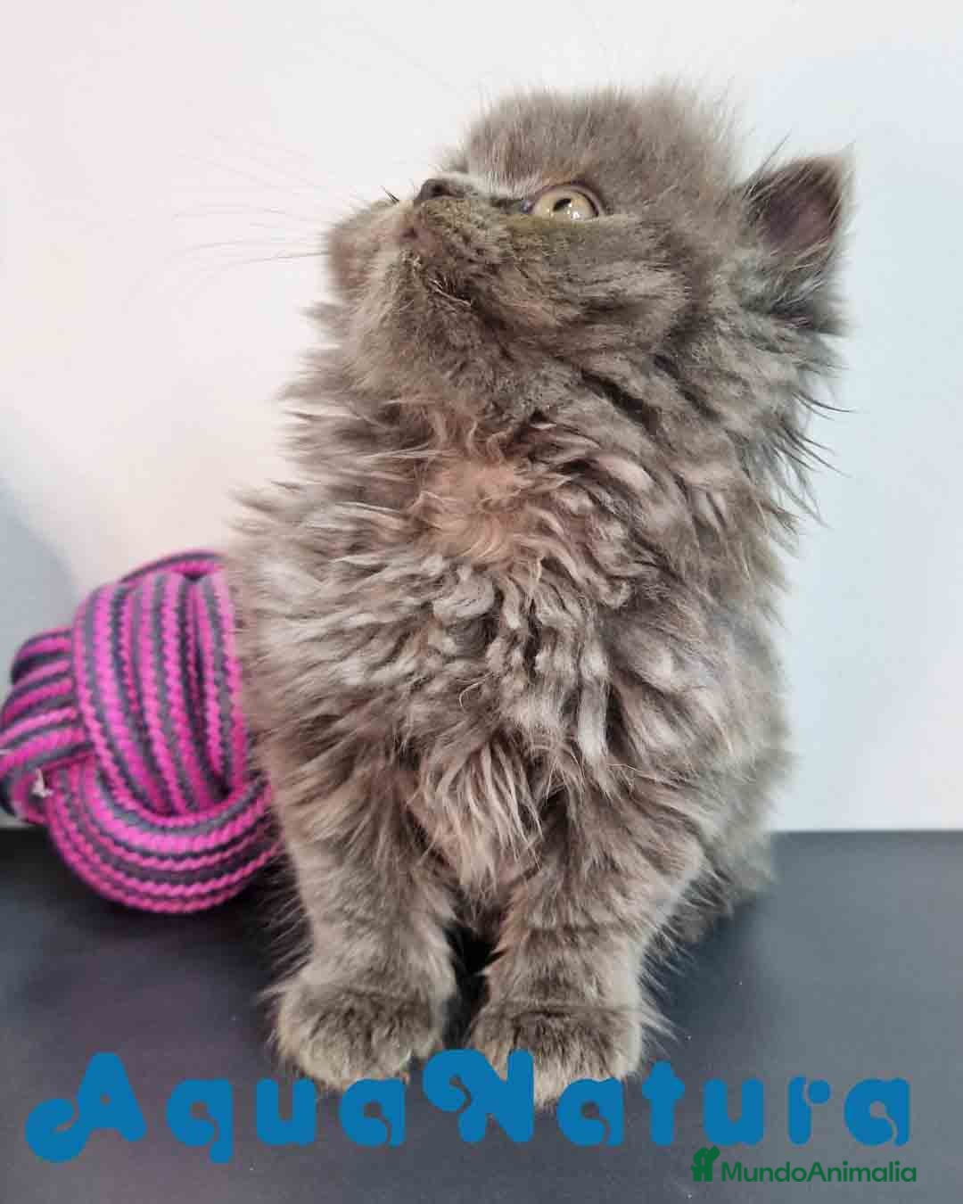 Persa gatos en venta: Persa Macho 9000 - AQUANATURA en Barcelona - Imagen 9