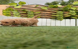 Caniche Toy perros en venta: CANICHE TOY HEMBRA - Imagen 18