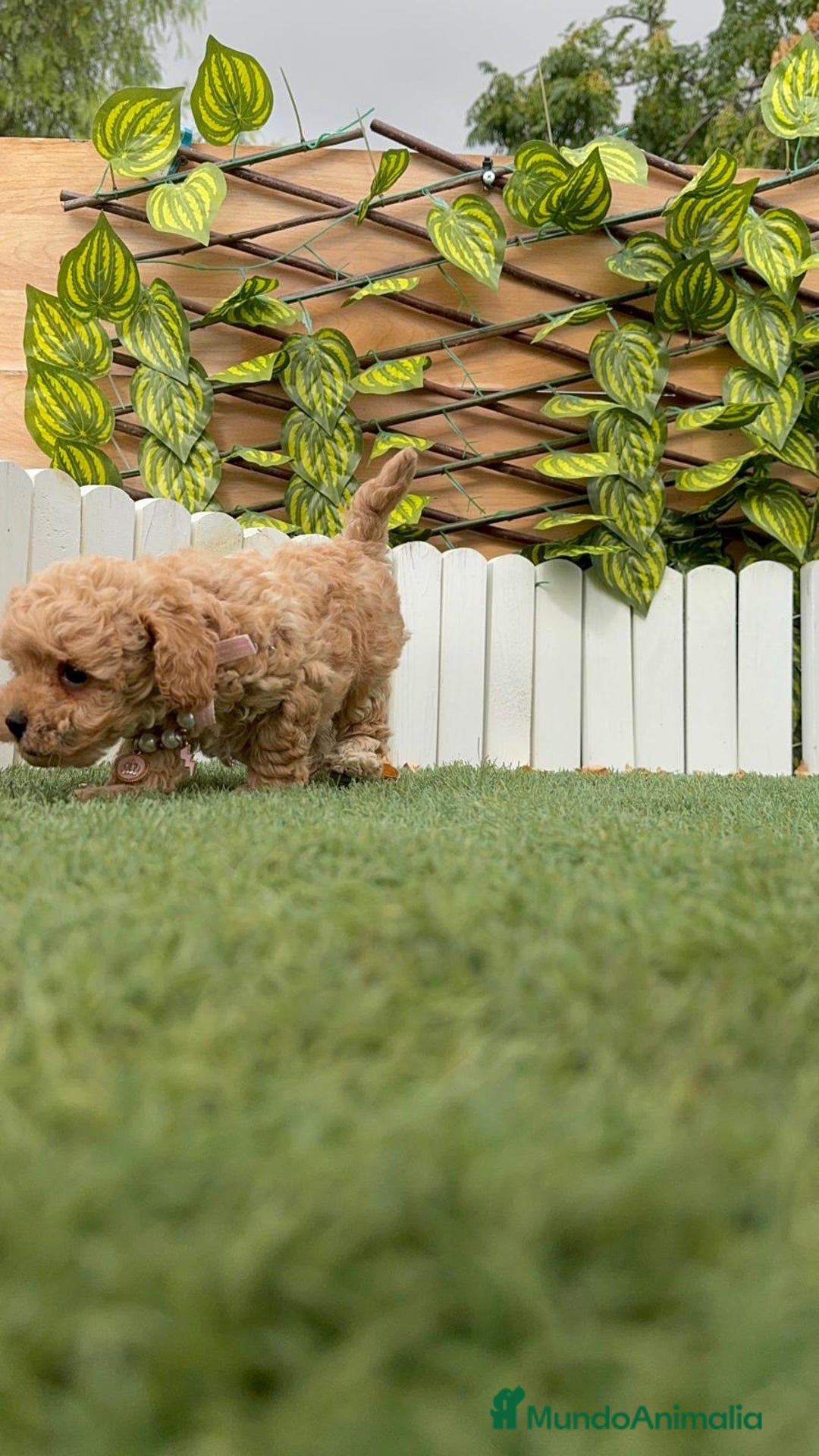 Caniche Toy perros en venta: CANICHE TOY HEMBRA - Imagen 18