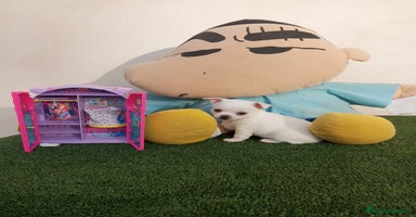 Chihuahua perros - Anuncio 2