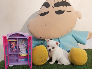 Chihuahua perros - Anuncio 3