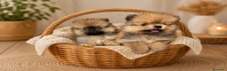 Pomerania perros en venta: Dos preciosas hembras Pomerania color sable - Anuncio 1