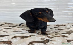 Teckel Miniatura perros en venta: TECKEL MINIATURA  - Imagen 1