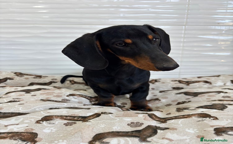 Teckel Miniatura perros - Anuncio 5
