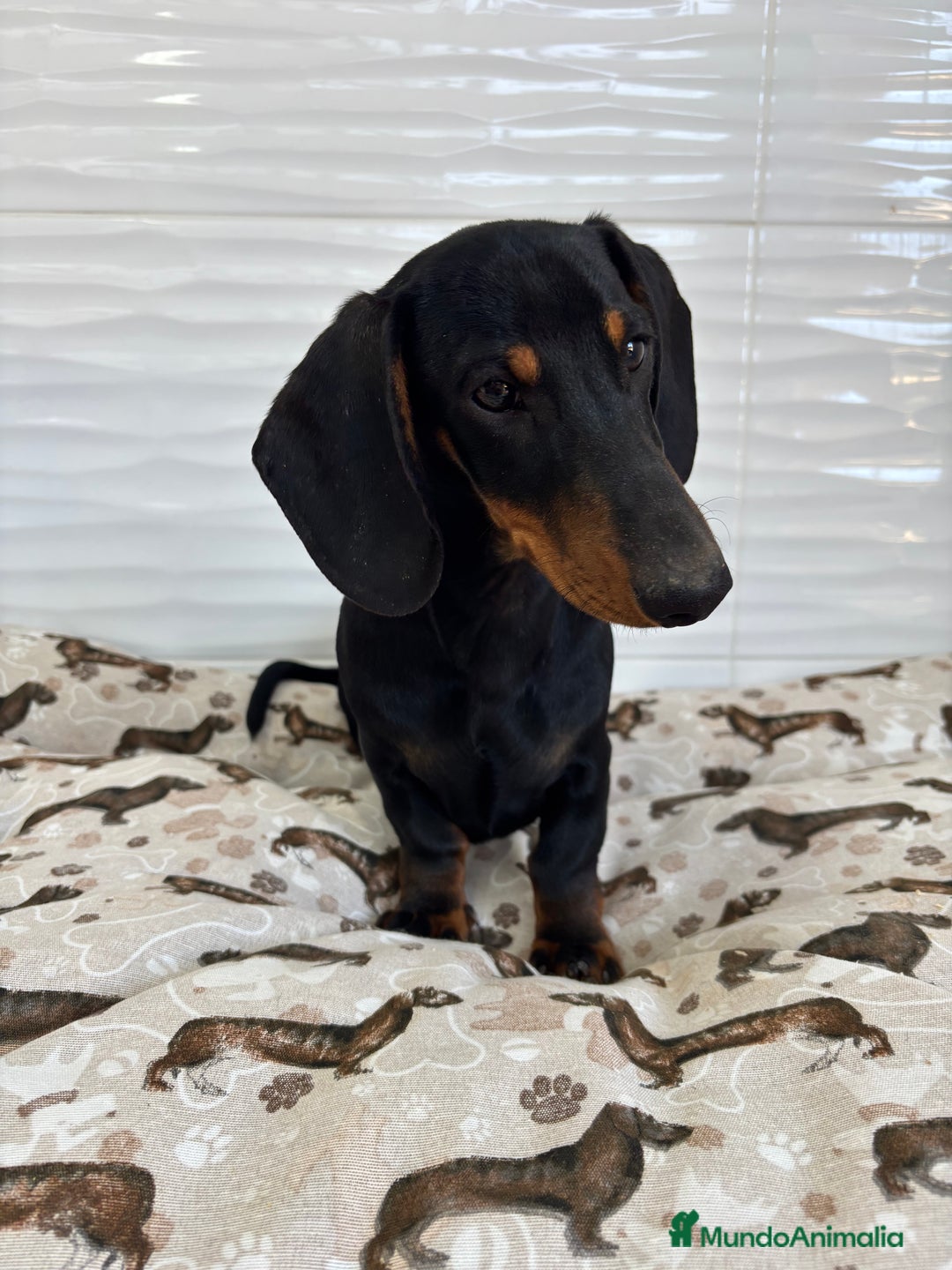 Teckel Miniatura perros en venta: TECKEL MINIATURA  - Imagen 1