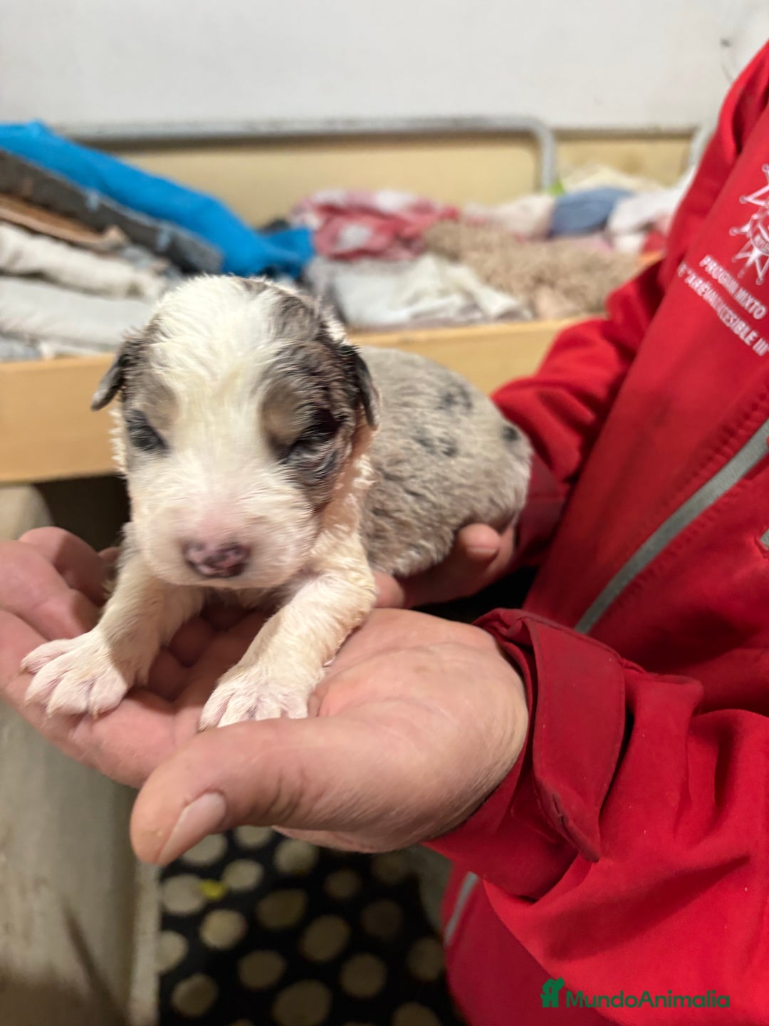 Border Collie perros en venta: Cachorros border collie machos y hembras varios  - Anuncio 29