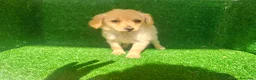 Maltipoo perros en venta: Maltipo  - Anuncio 11