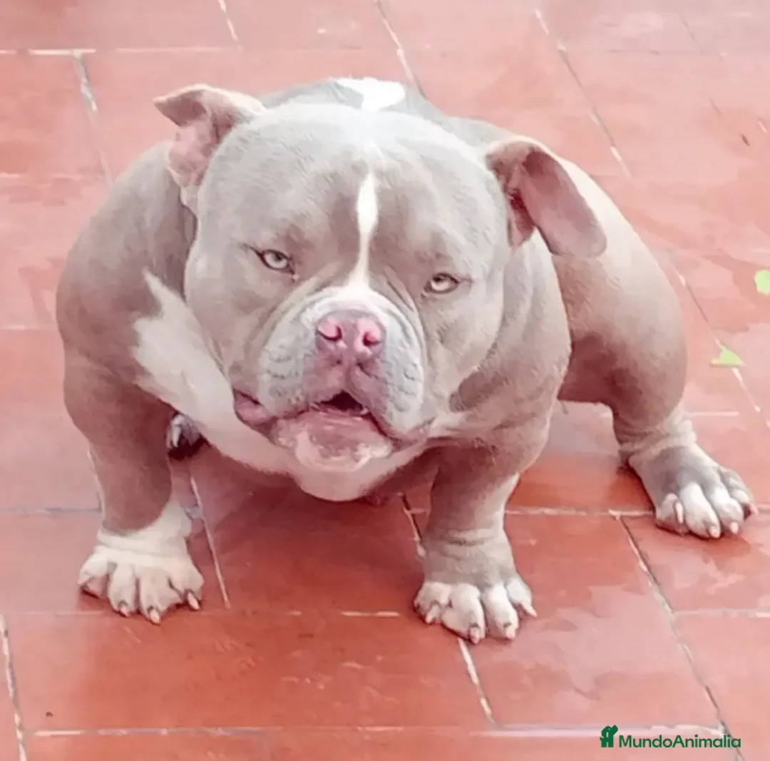 American Bully perros en venta: American Bully en Illes Balears - Anuncio 8