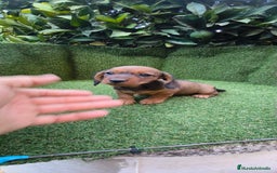 Teckel Miniatura perros en venta: teckel color jabali - Imagen 3