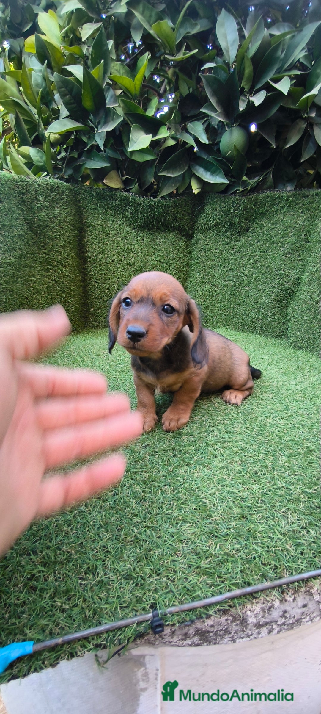 Teckel Miniatura perros en venta: teckel color jabali - Imagen 3