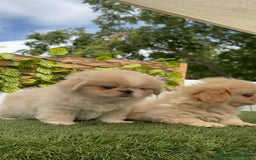 Pekinés perros en venta: PEKINES HEMBRAS - Imagen 7