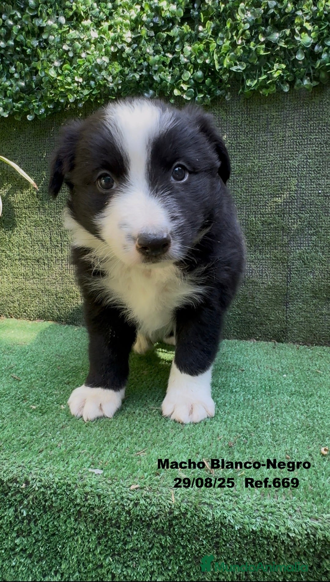 Border Collie perros en venta: Border Collie De Villa Biznaga - Imagen 4