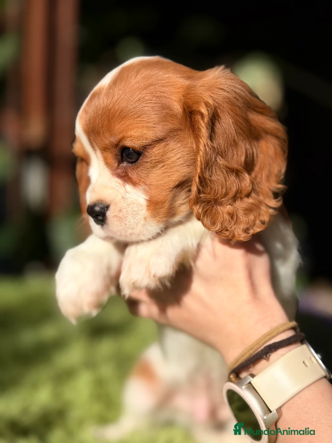 Cavalier King Charles Spaniel perros en venta: Cavalier King Blenheim  - Anuncio 3