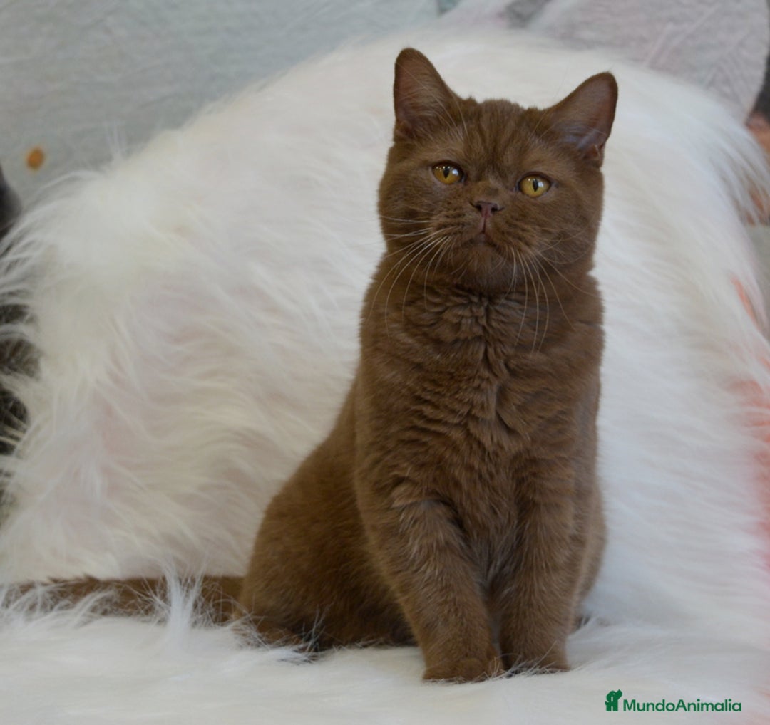 Británico de Pelo Largo gatos en venta: Gatitos britanicos pelo largo - Anuncio 3