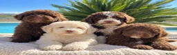 Perro de Agua Español perros en venta: CACHORRITOS DE PERRO DE AGUA ESPAÑOL! 🤎🐾 - Anuncio 1