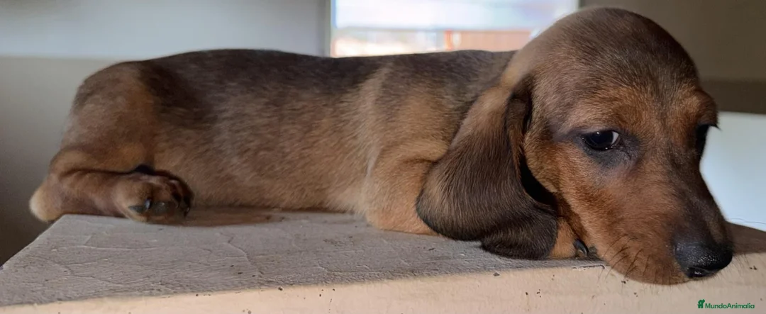Teckel Miniatura perros en venta: Teckel Miniatura  - Anuncio 19