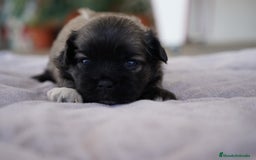 Maltipoo perros en venta: 🐾 Lotus, Maxi y Boom – Maltipoo miniatura 🐾 - Imagen 4