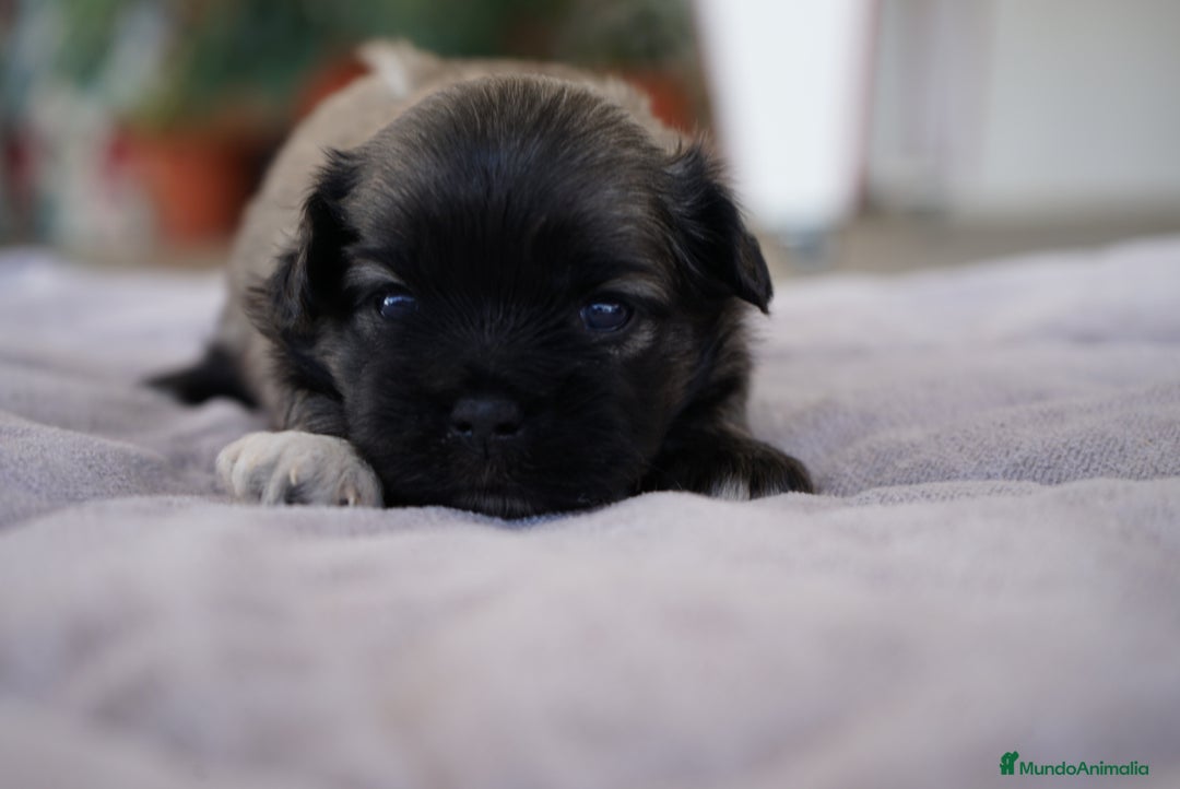 Maltipoo perros en venta: 🐾 Lotus, Maxi y Boom – Maltipoo miniatura 🐾 - Imagen 4