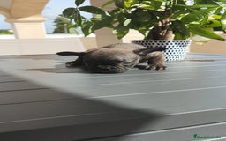 Bulldog Francés perros en venta: Atigrada bulldog Francés 🔝 - Imagen 2