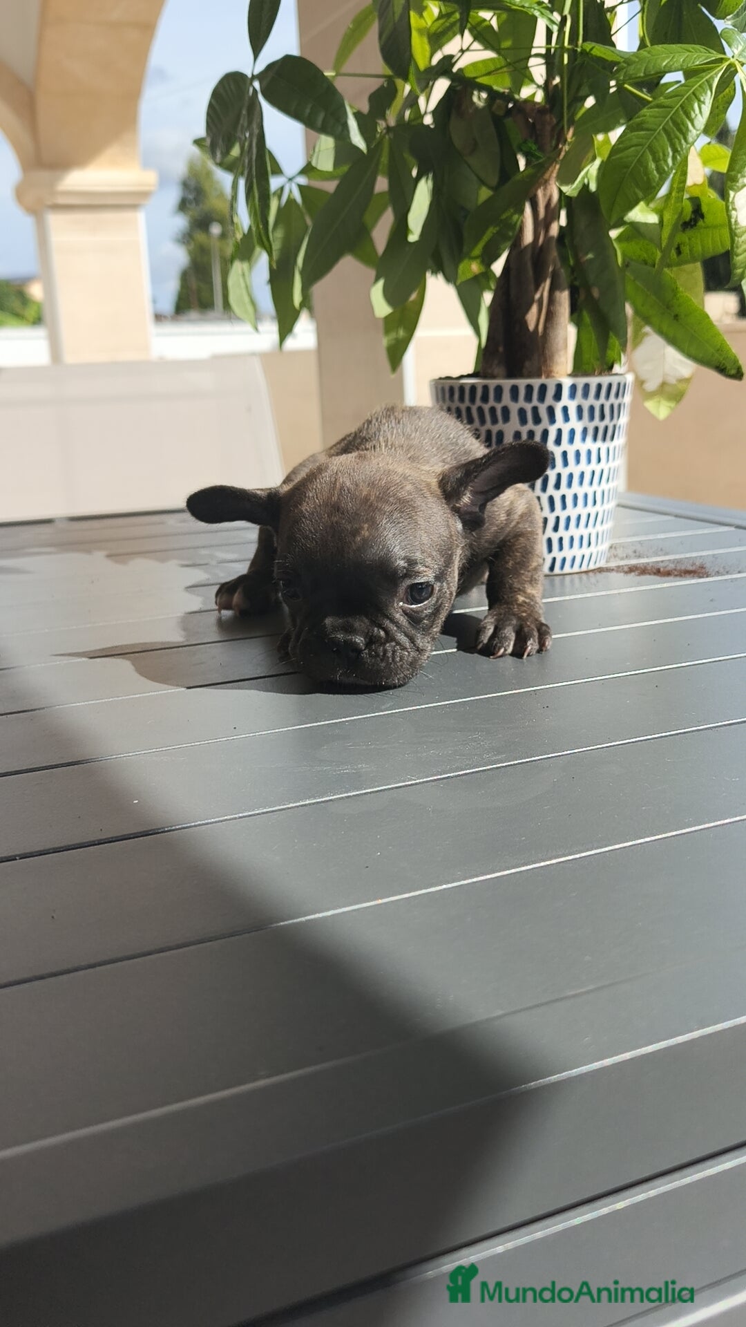 Bulldog Francés perros en venta: Atigrada bulldog Francés 🔝 - Imagen 2