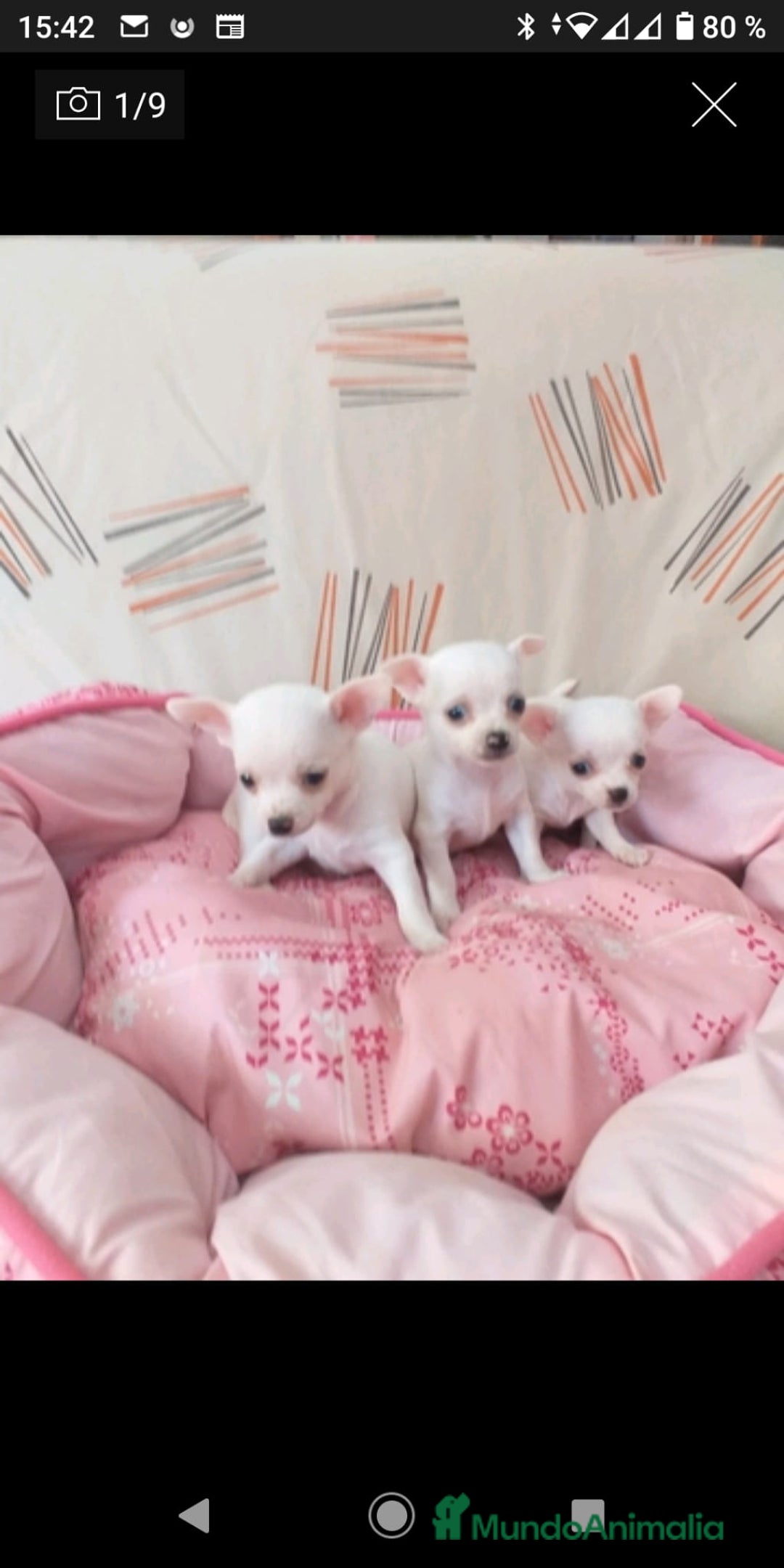 Chihuahua perros en venta: Chihuahua toy - Imagen 1