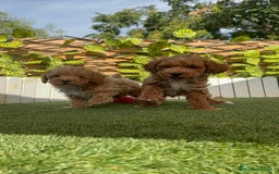 Caniche Toy perros en venta: CANICHE TOY MACHOS - Imagen 14
