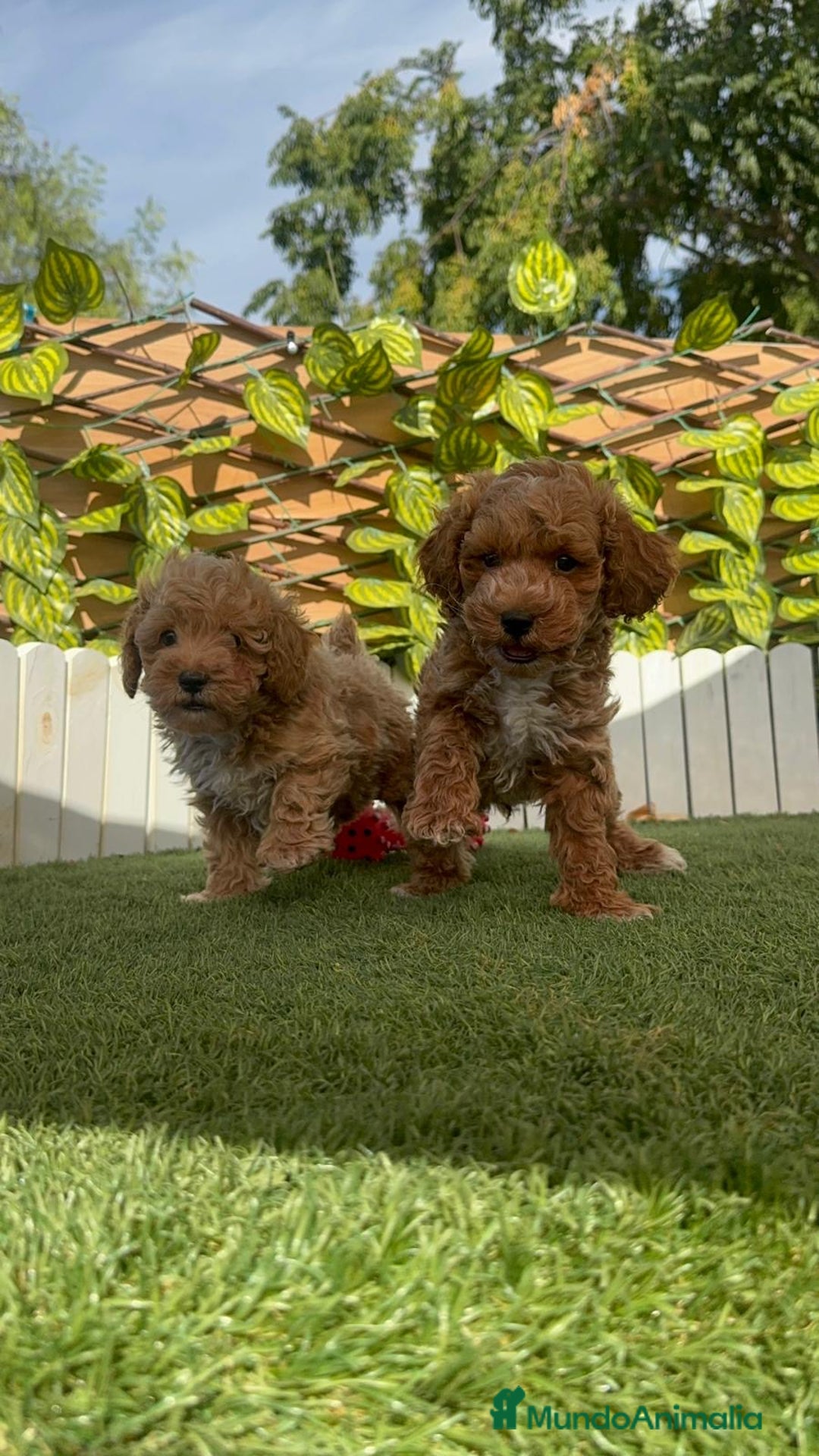 Caniche Toy perros en venta: CANICHE TOY MACHOS - Imagen 14