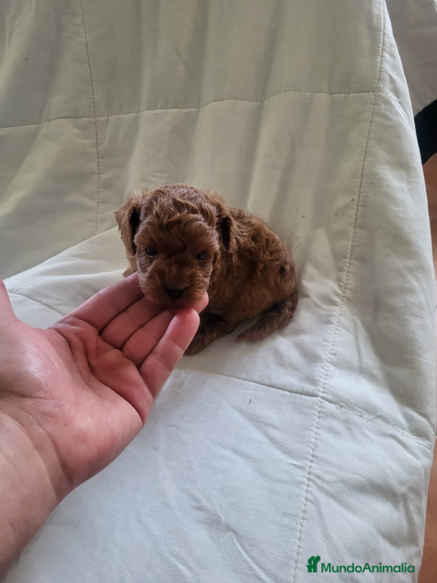 Caniche Enano perros Preciosos caniches  en Barcelona - Anuncio 2