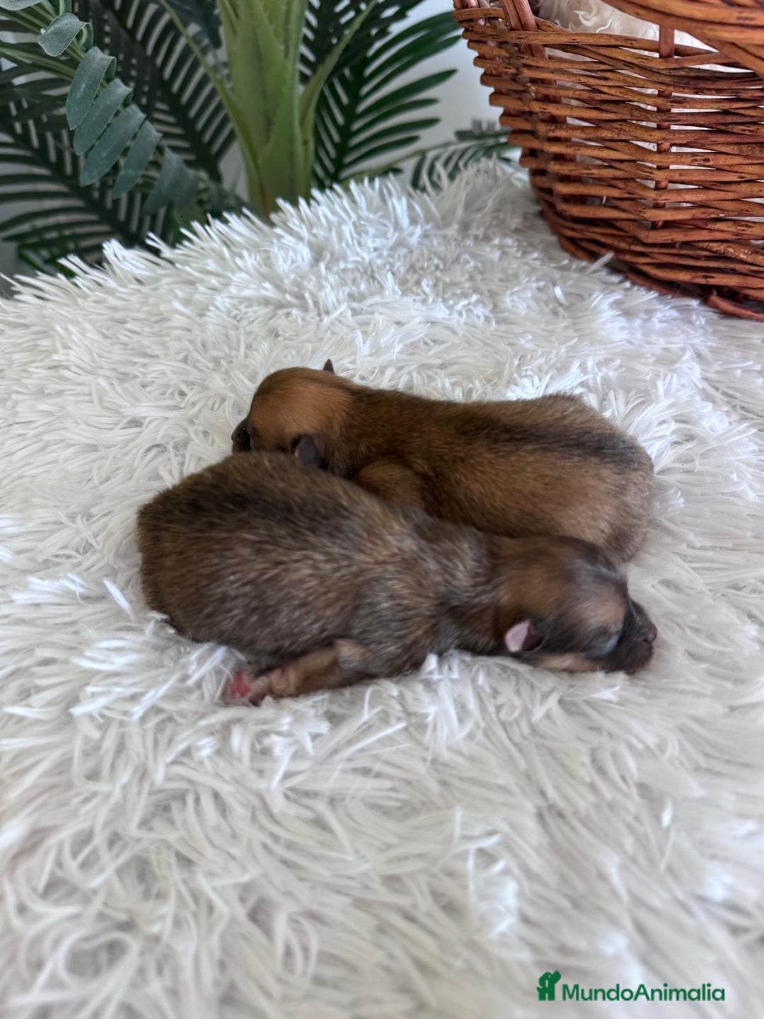 Pomerania perros en venta: POMERANIA MACHO - Imagen 1