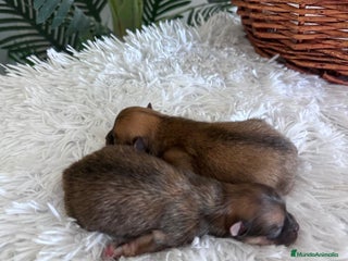 Pomerania perros - Anuncio 41