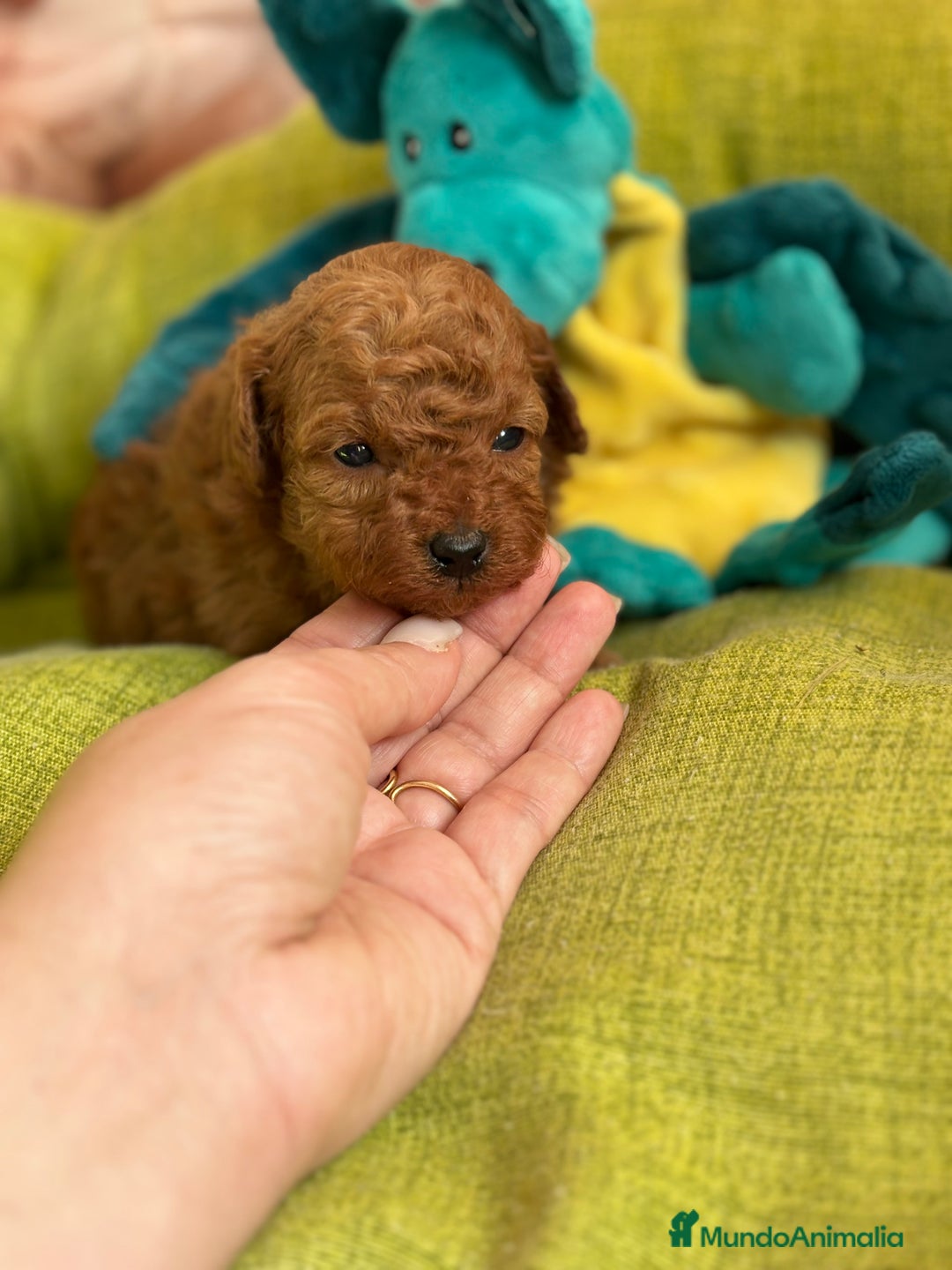 Caniche Toy perros en venta: Caniche Toy rojo hembras y macho  - Anuncio 4