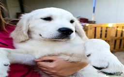 Golden Retriever perros en venta: Golden retriever - Imagen 7