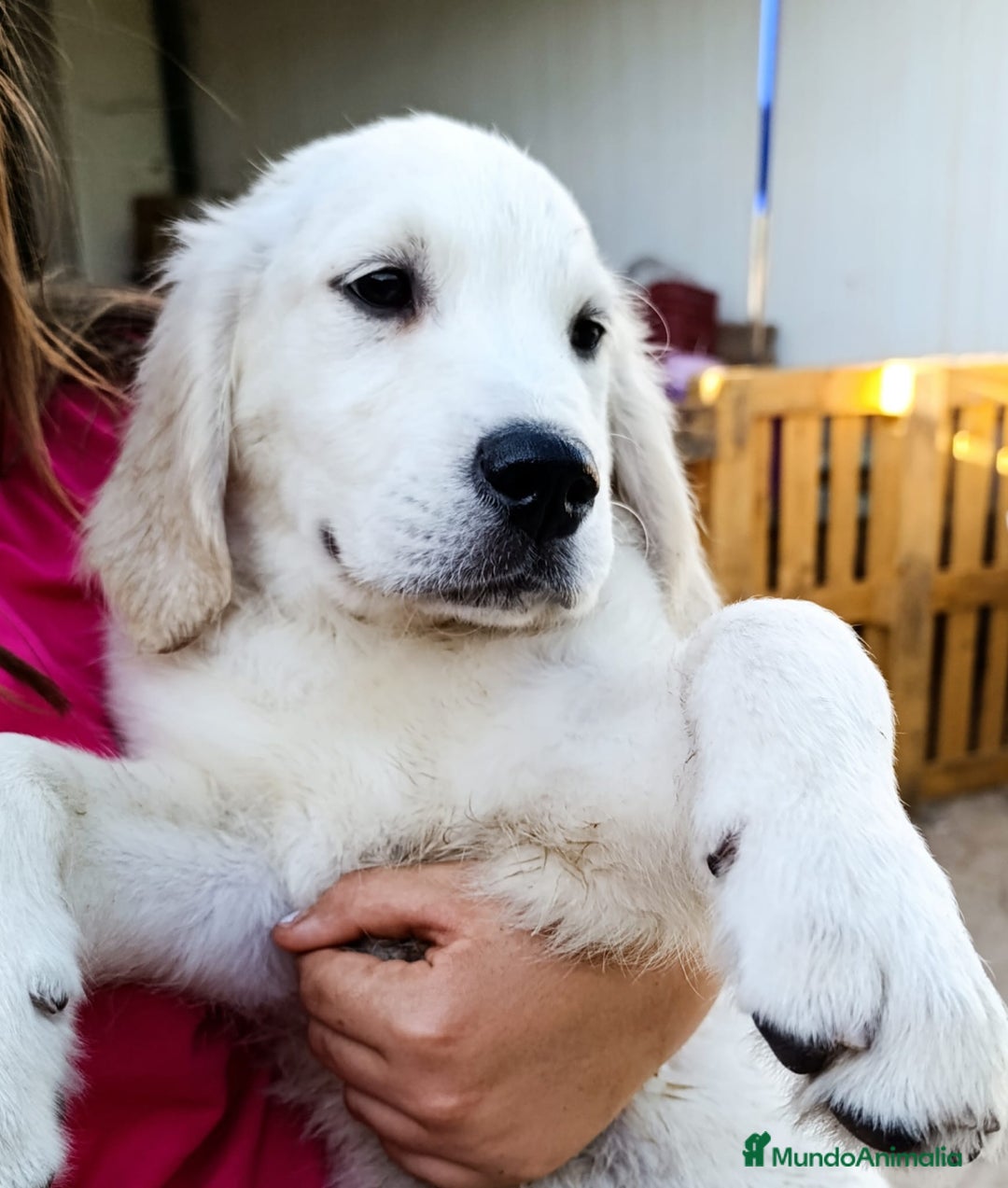 Golden Retriever perros en venta: Golden retriever - Imagen 7