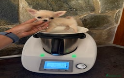 Chihuahua perros en venta: Chihuahua Micro Toy Hembra !!! - Imagen 5