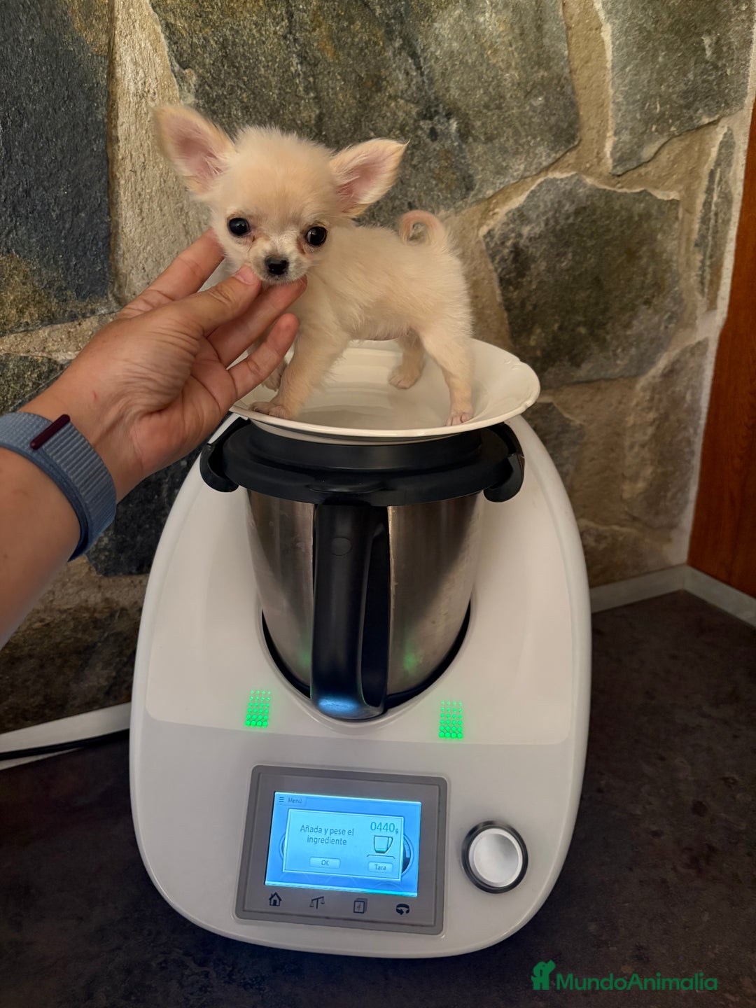 Chihuahua perros en venta: Chihuahua Micro Toy Hembra !!! - Imagen 5