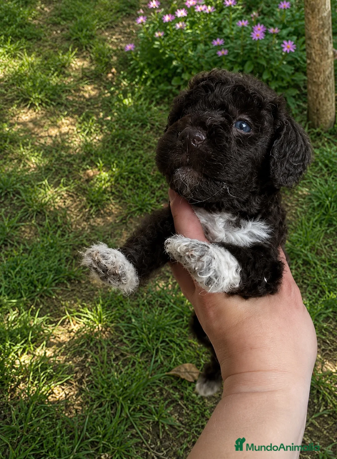 Perro de Agua Español perros en venta: Cachorros de agua de calidad excelente.  - Anuncio 5