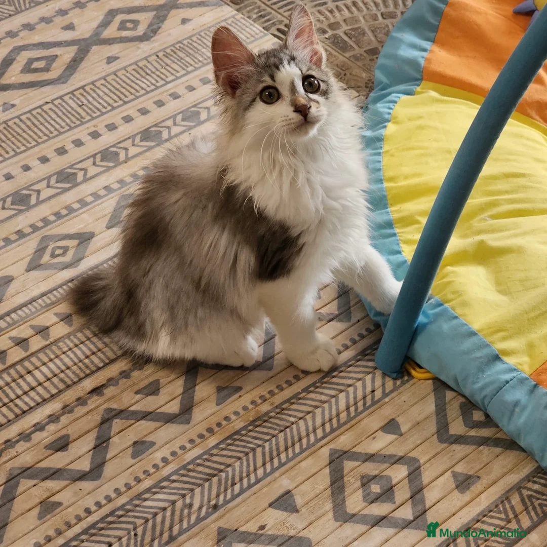 Kurilean Bobtail de Pelo Largo gatos en venta: Kurilian Bobtail  - Anuncio 5