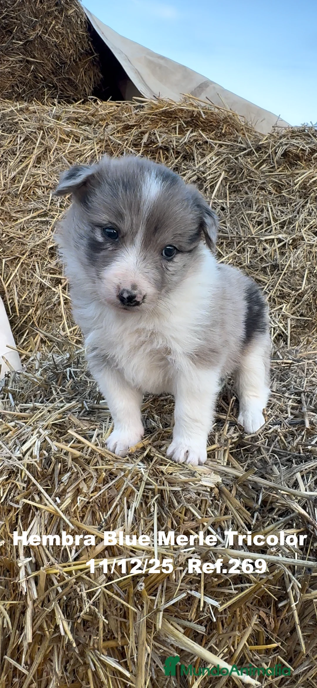 Border Collie perros en venta: Border Collie - Anuncio 1