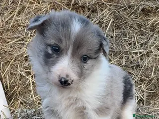 Border Collie perros Border Collie - Anuncio 13