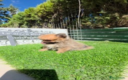 Pomerania perros en venta: Pomerania  lulus  super minis - Imagen 3
