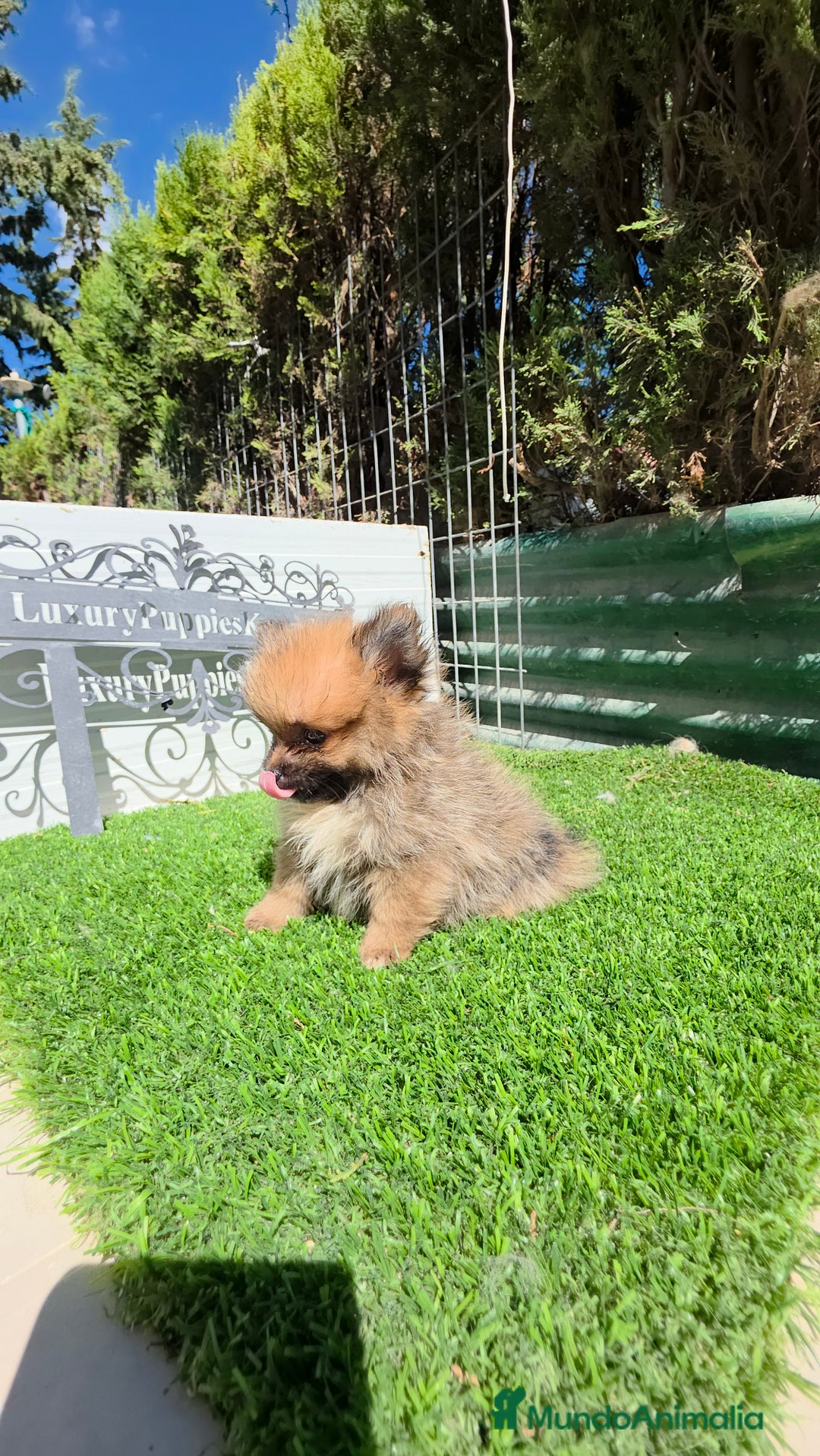 Pomerania perros en venta: Pomerania  lulus  super minis - Imagen 3