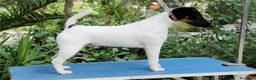 Fox Terrier de Pelo Liso perros en venta: Cachorros machos Fox Terrier pelo liso - Anuncio 6