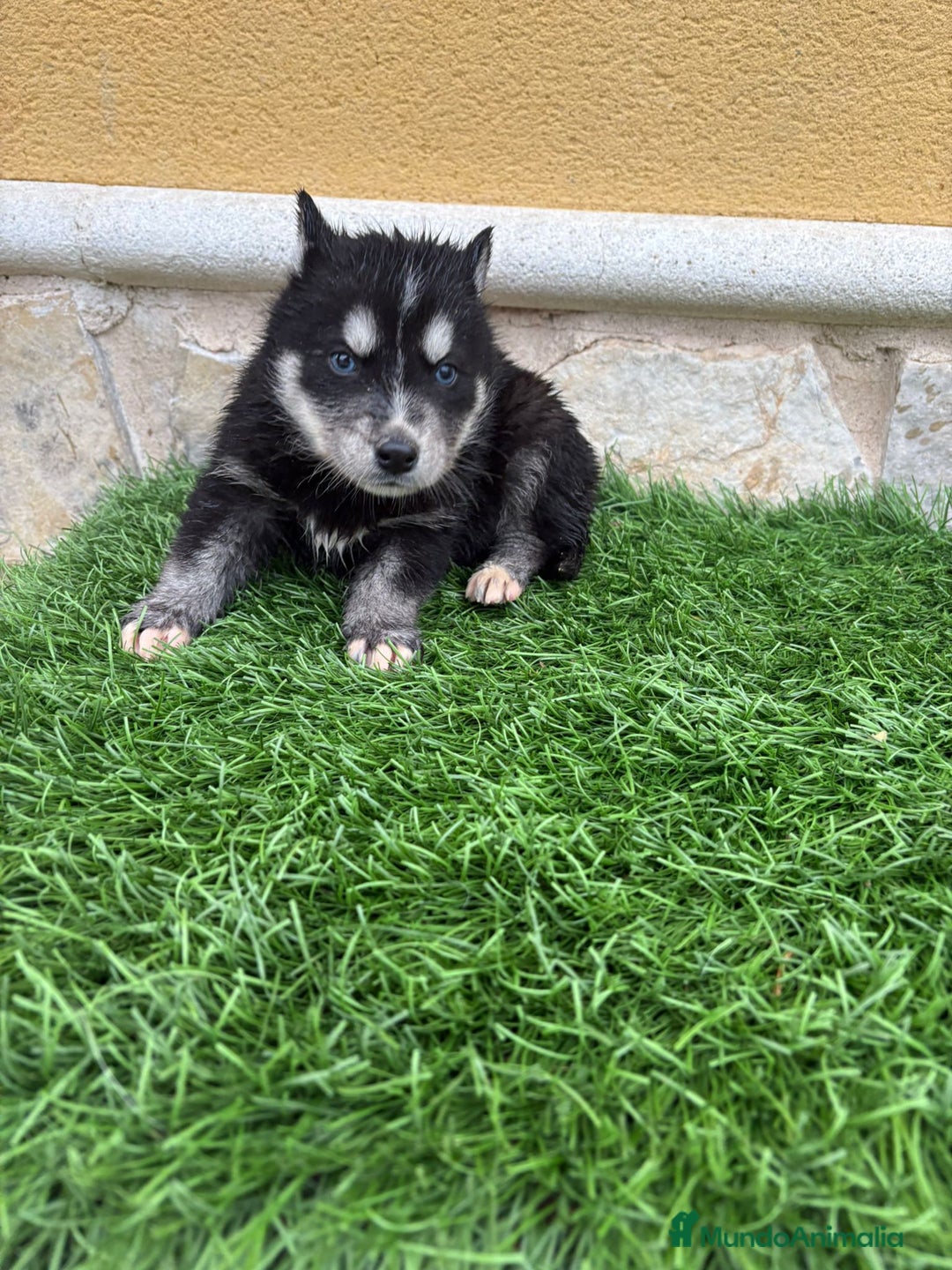 Husky Siberiano perros en venta: Cachorro de Husky Siberiano macho  - Anuncio 8