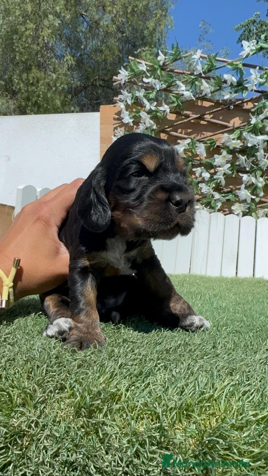 Cocker Spaniel Inglés perros en venta: COCKER SPANIEL INGLÉS  - Anuncio 9