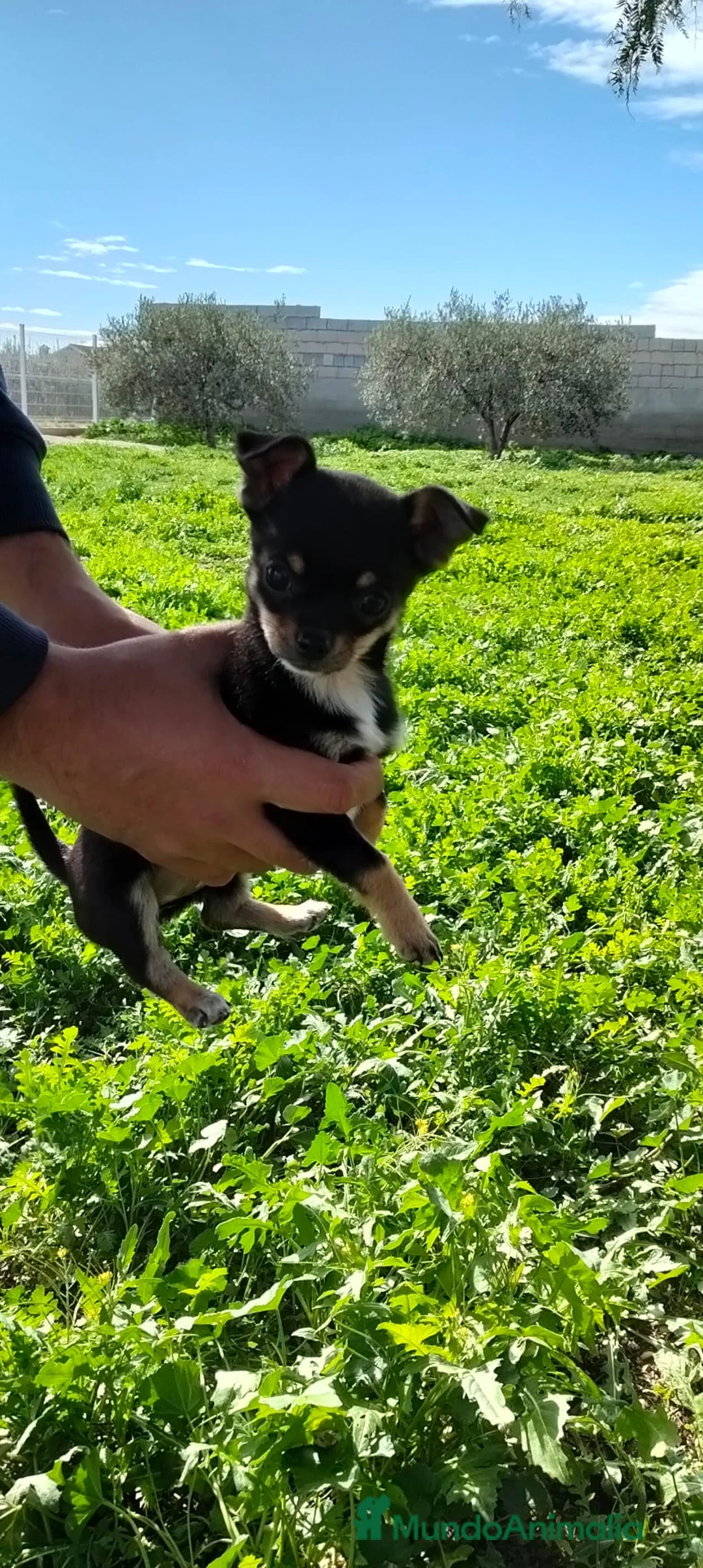 Chihuahua perros en venta: Preciosa chihuahua  - Anuncio 2