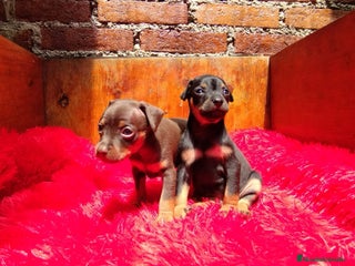 Pinscher Miniatura perros en Cáceres - Anuncio 3